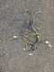 OEM KitchenAid Wall Oven Harness w11555168 for KOCE500ESS22
